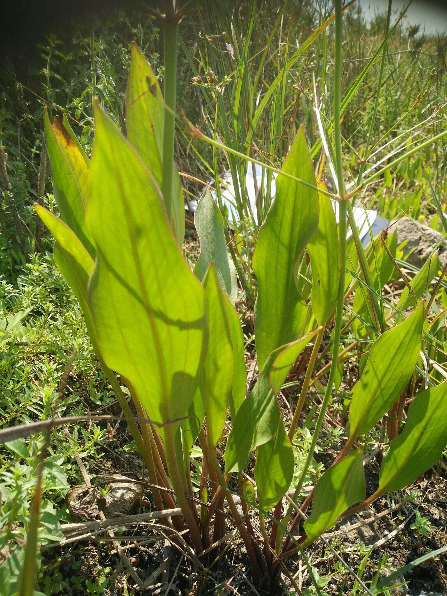 Image of Narrow-leaved Water-plantain