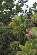 Слика од Arctostaphylos auriculata Eastw.