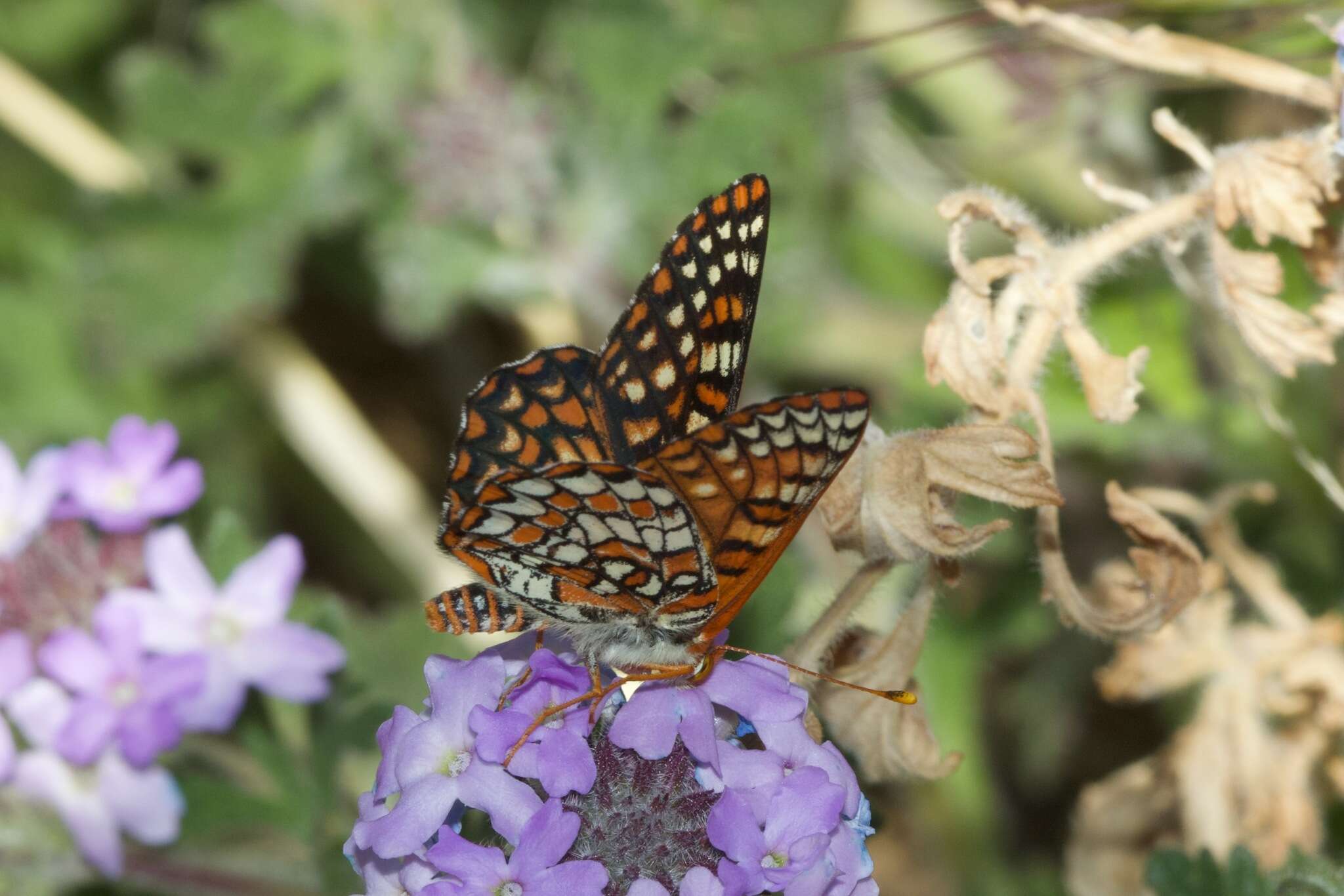 Plancia ëd Euphydryas chalcedona klotsi