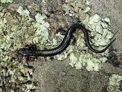 Image of Tehachapi Slender Salamander