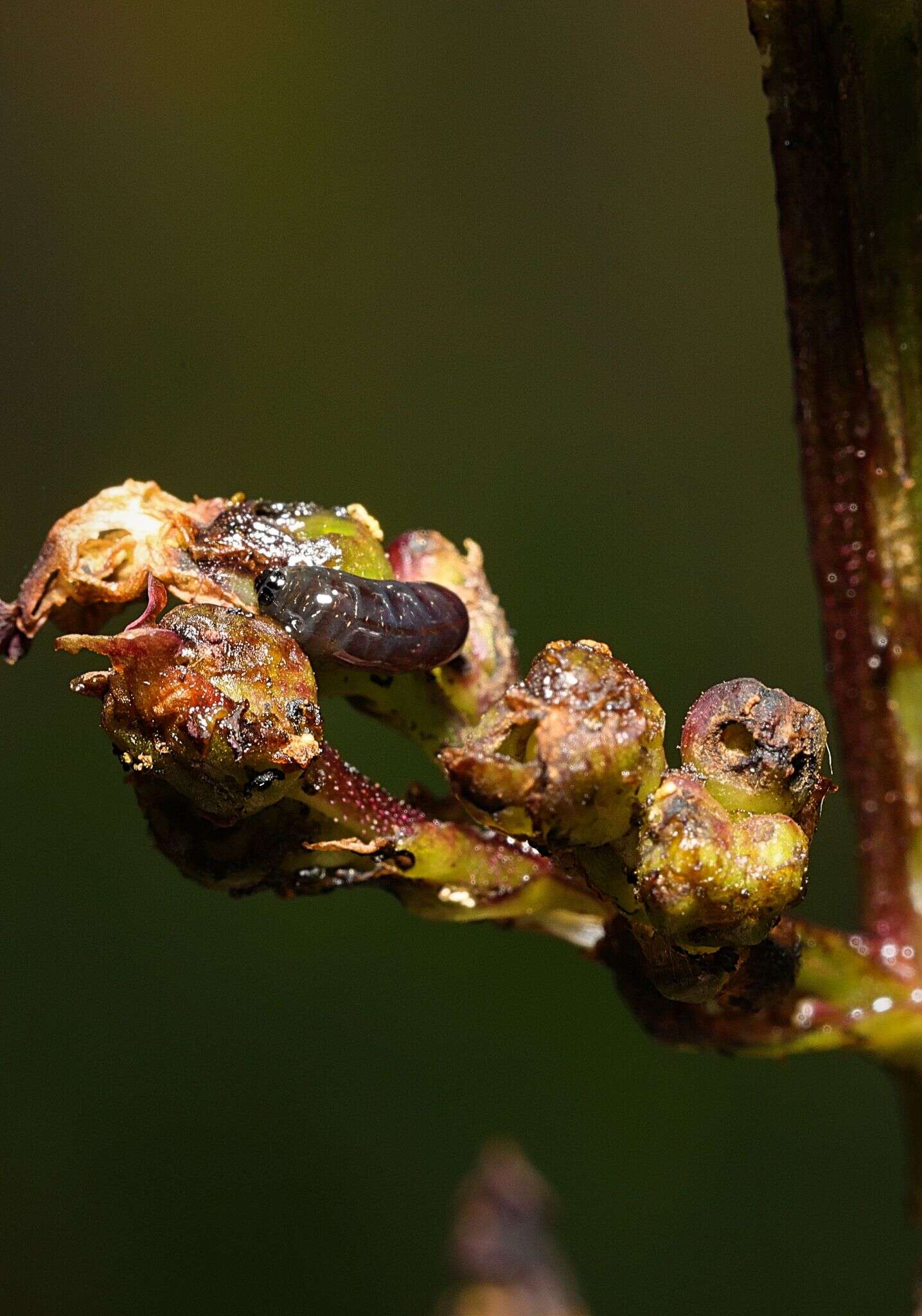 Image of Figwort weevil