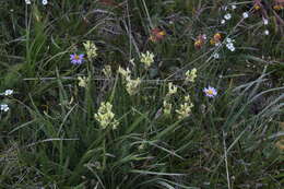 Image de Oxytropis kubanensis Leskov