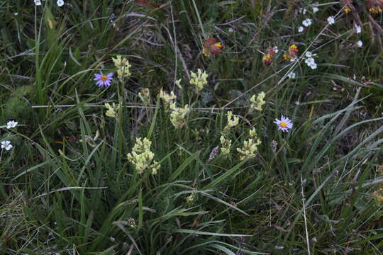 Image de Oxytropis kubanensis Leskov