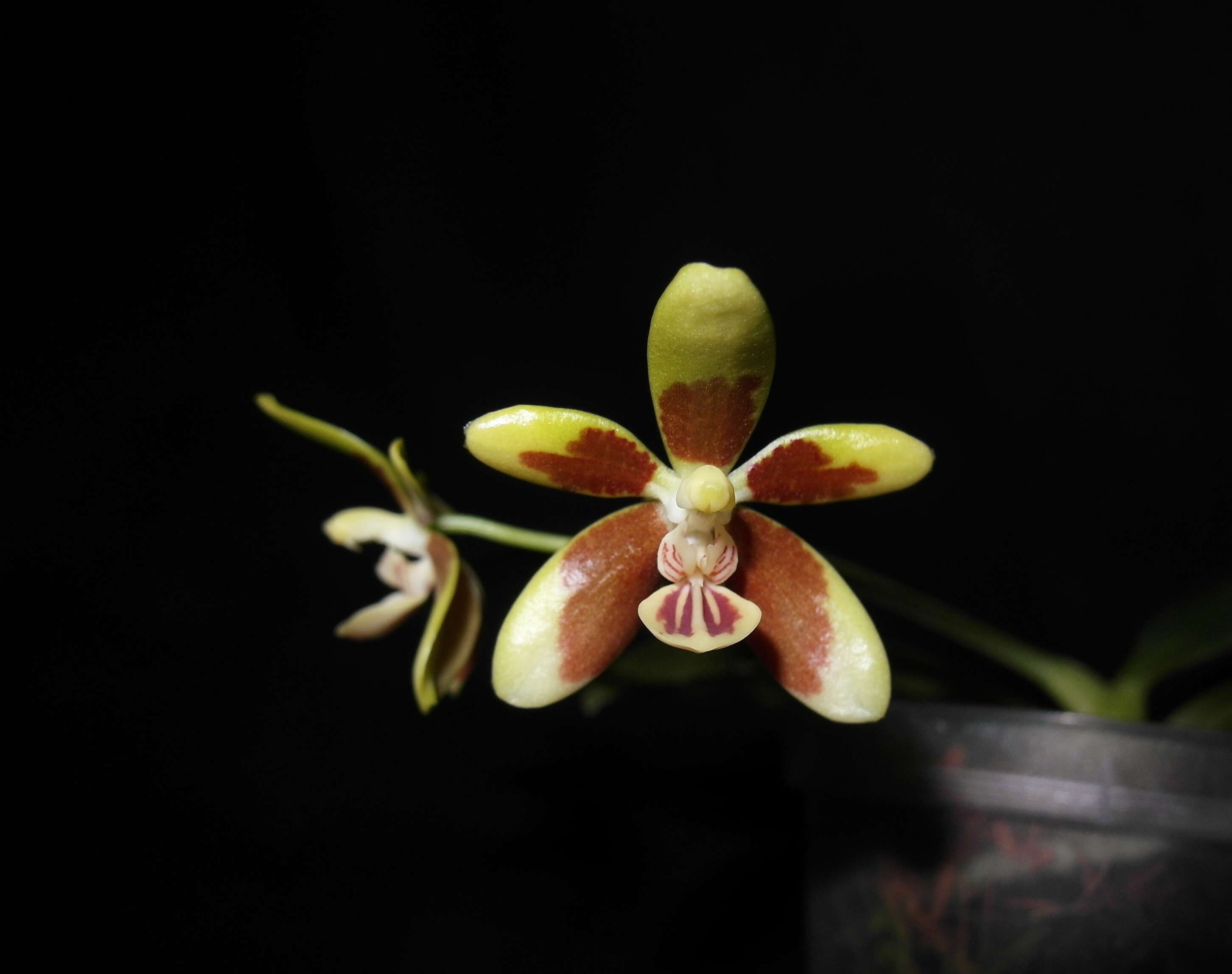 Image of Phalaenopsis kunstleri Hook. fil.