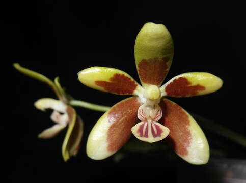 Image of Phalaenopsis kunstleri Hook. fil.