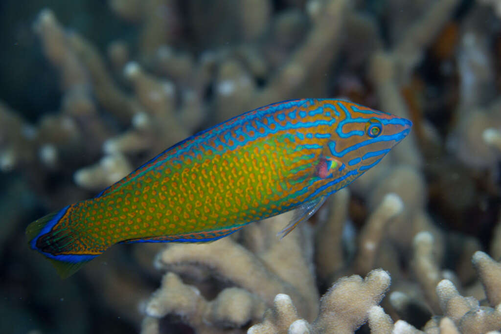 Image of Chain-line wrasse