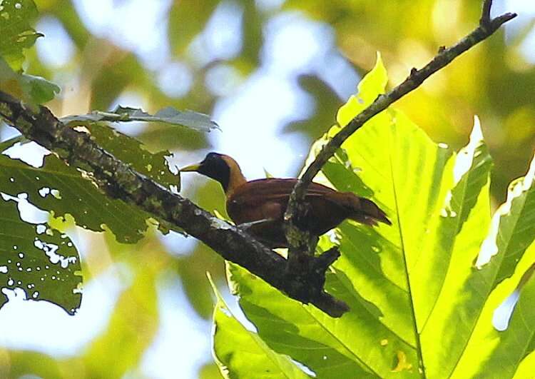 Image of Red Bird-of-Paradise