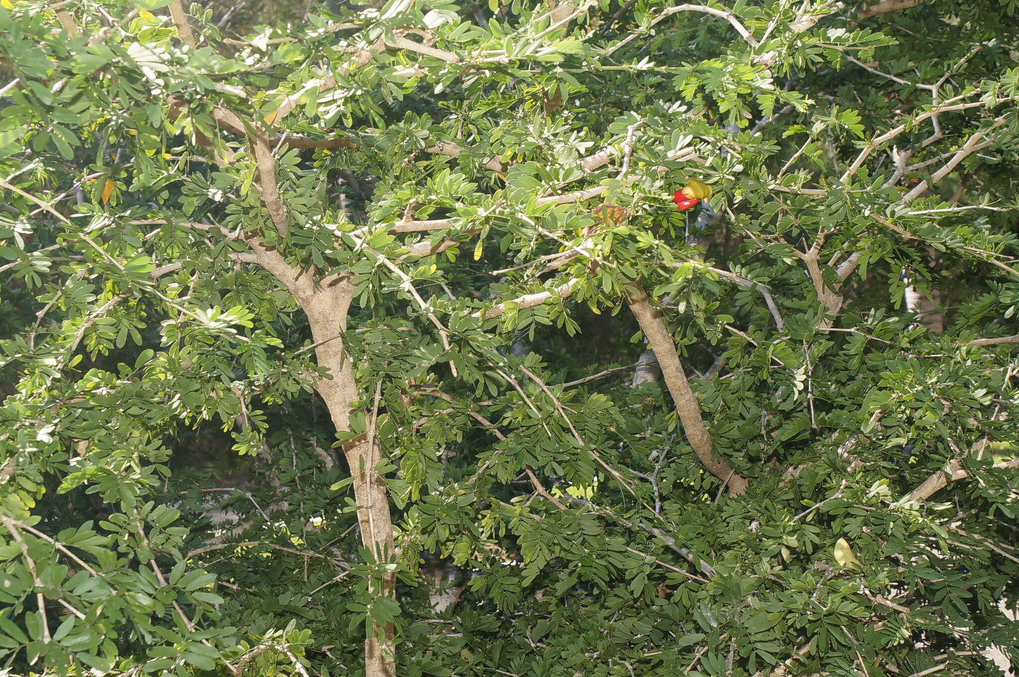 Image of Guaiacum coulteri A. Gray