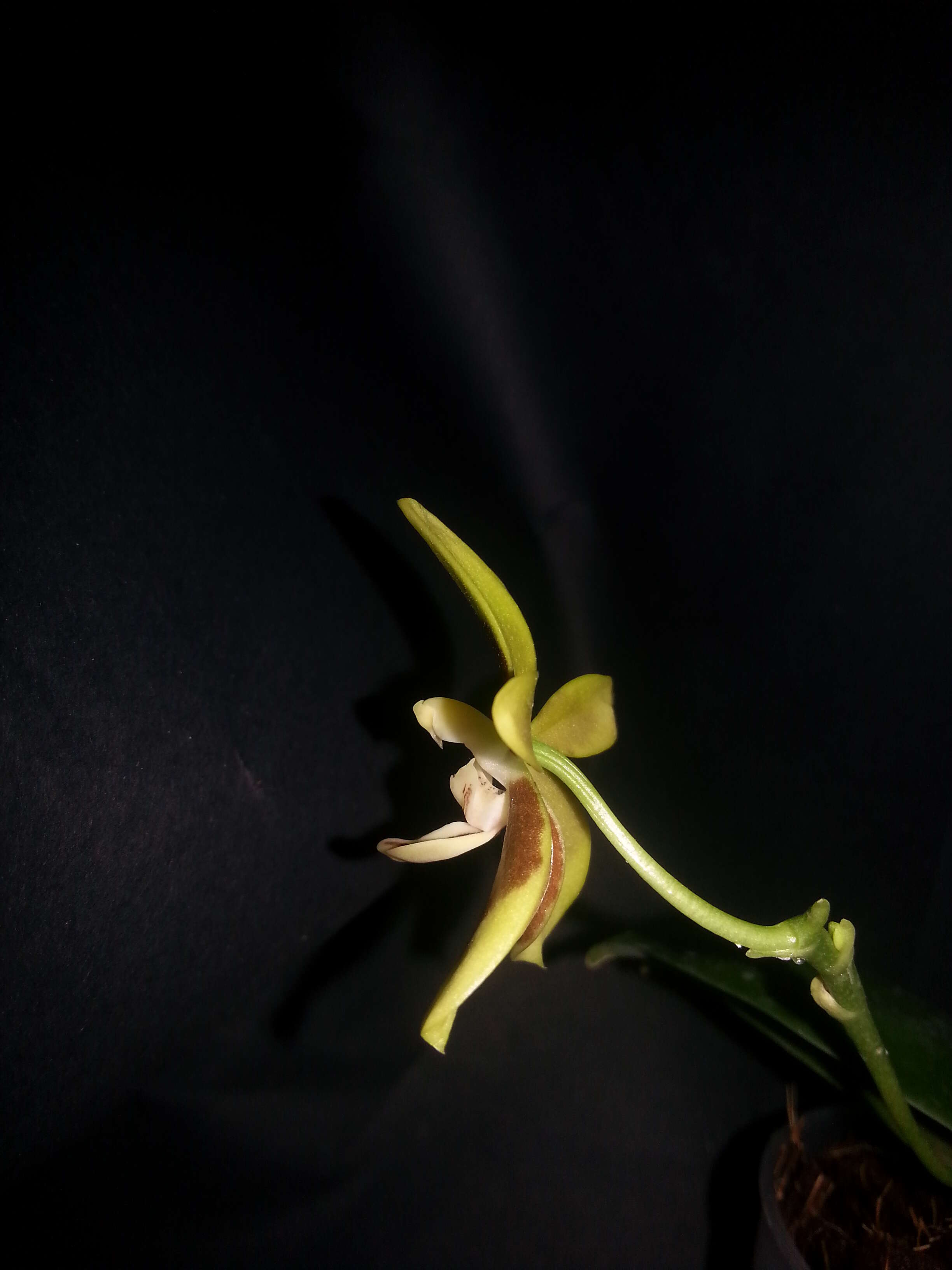 Image of Phalaenopsis kunstleri Hook. fil.