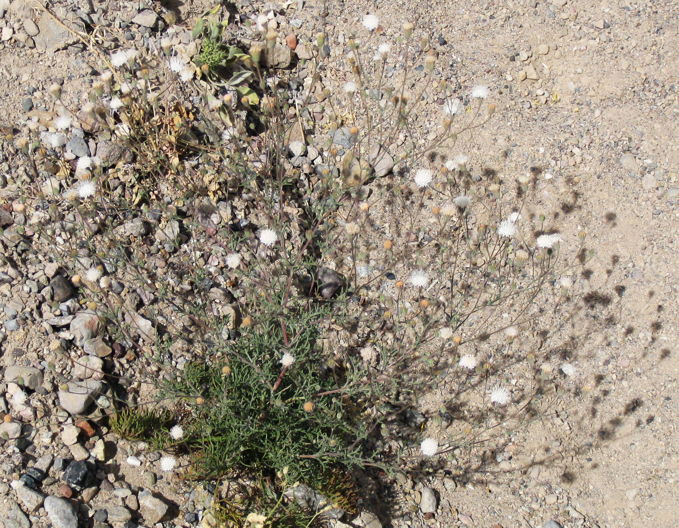 Image of pebble pincushion