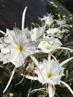 Image of Shoals Spider-Lily