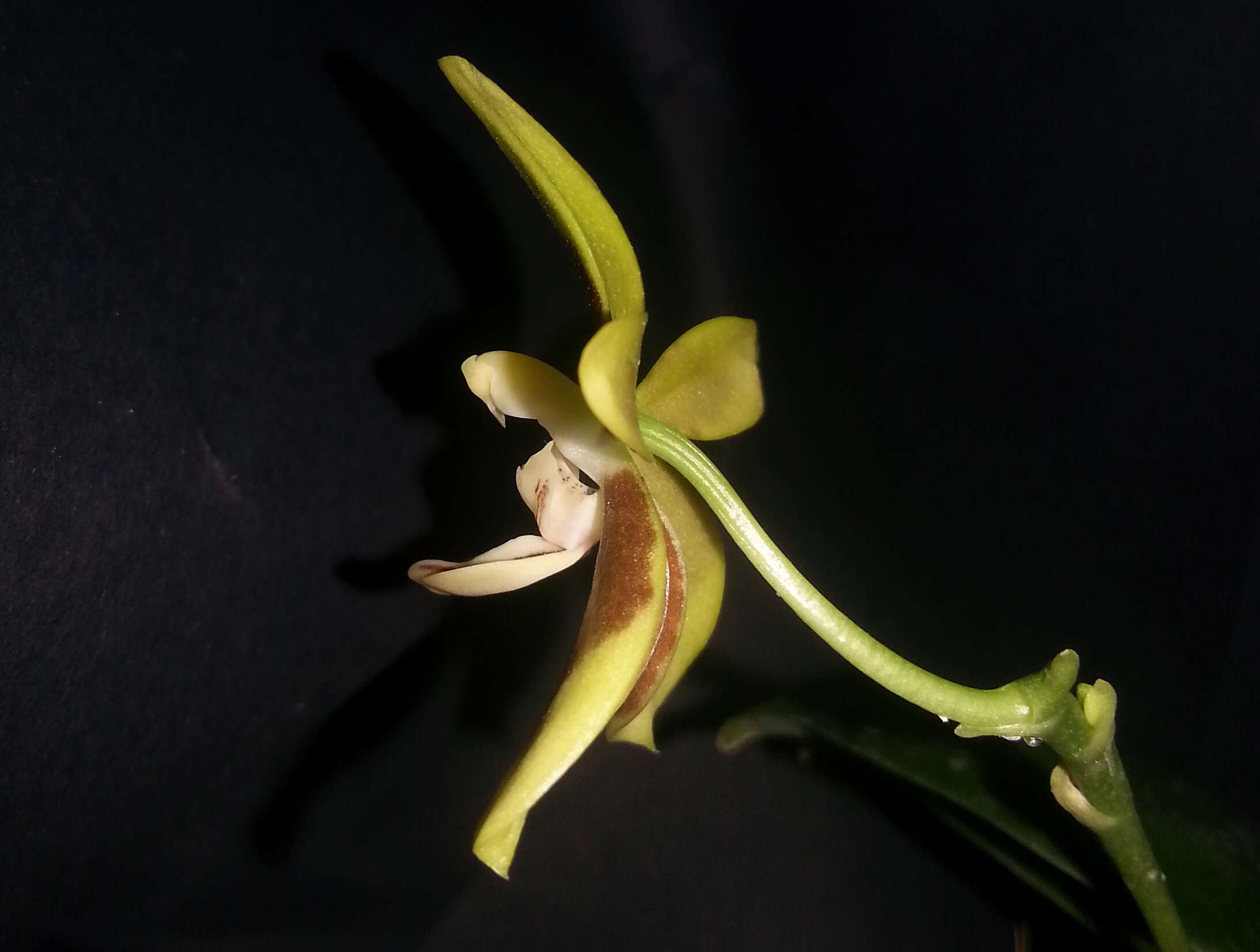 Image of Phalaenopsis kunstleri Hook. fil.