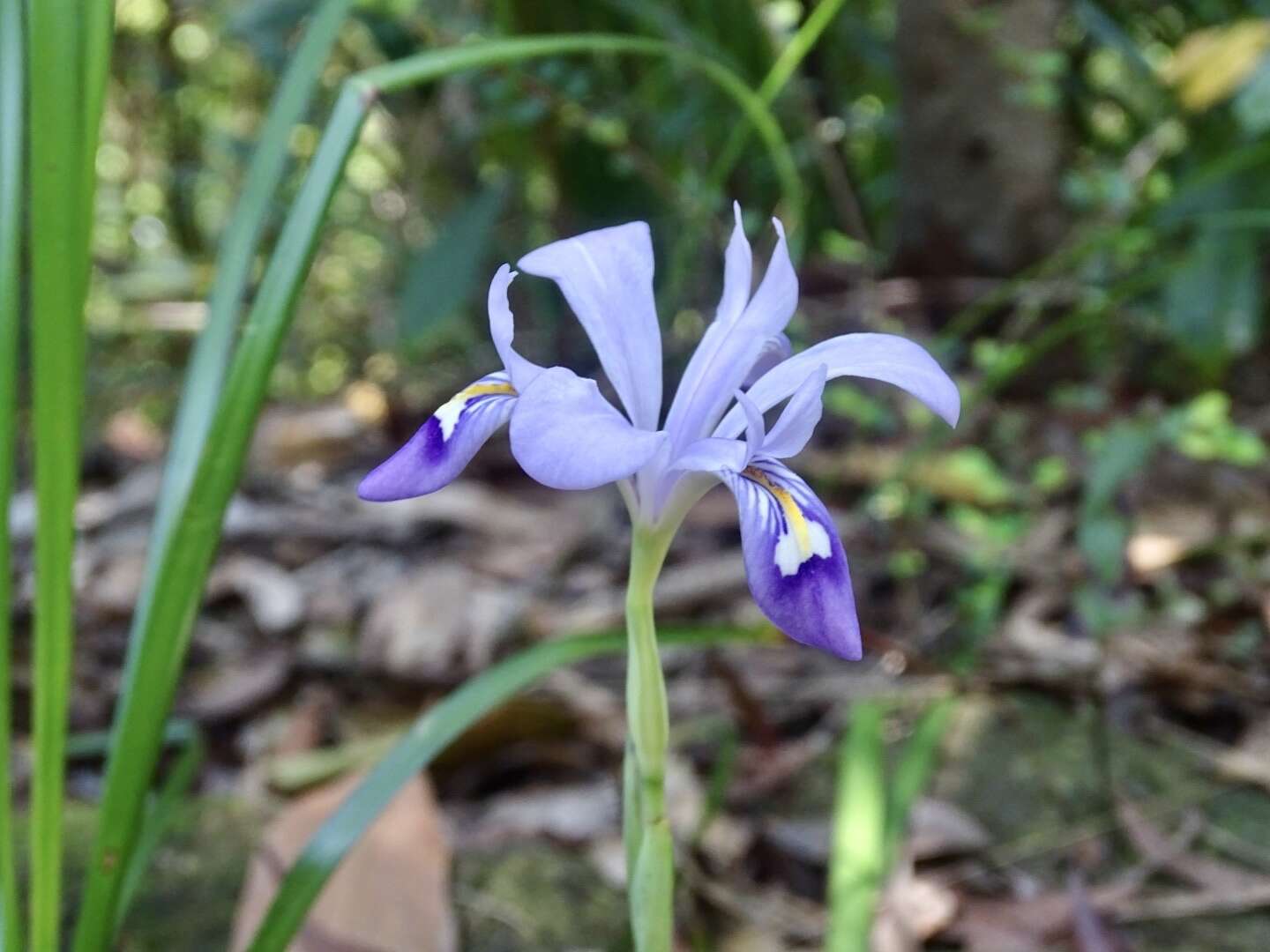 Image of Iris speculatrix Hance