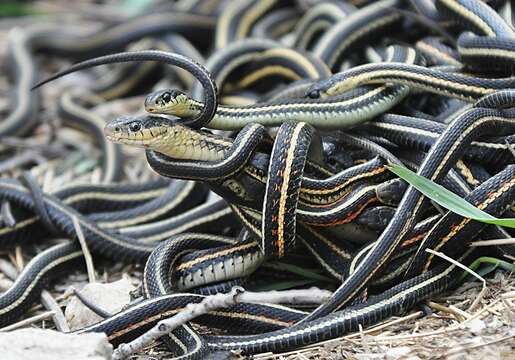 Image of Garter Snakes