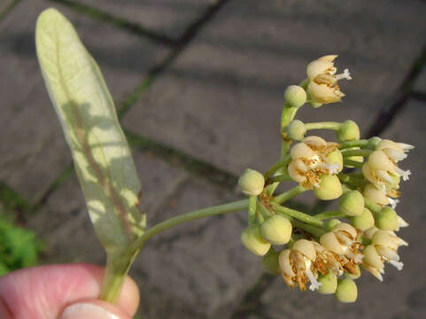 Image of Henry's Lime