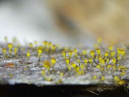 Image of Lemonseed whiskers