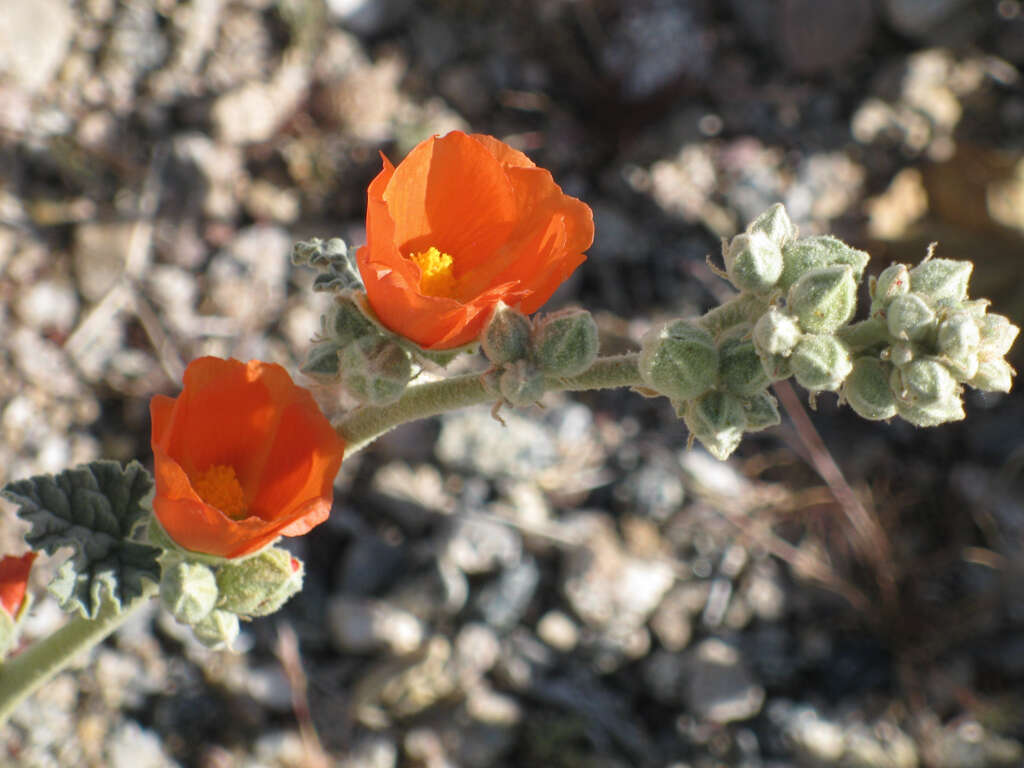 Image of desert globemallow