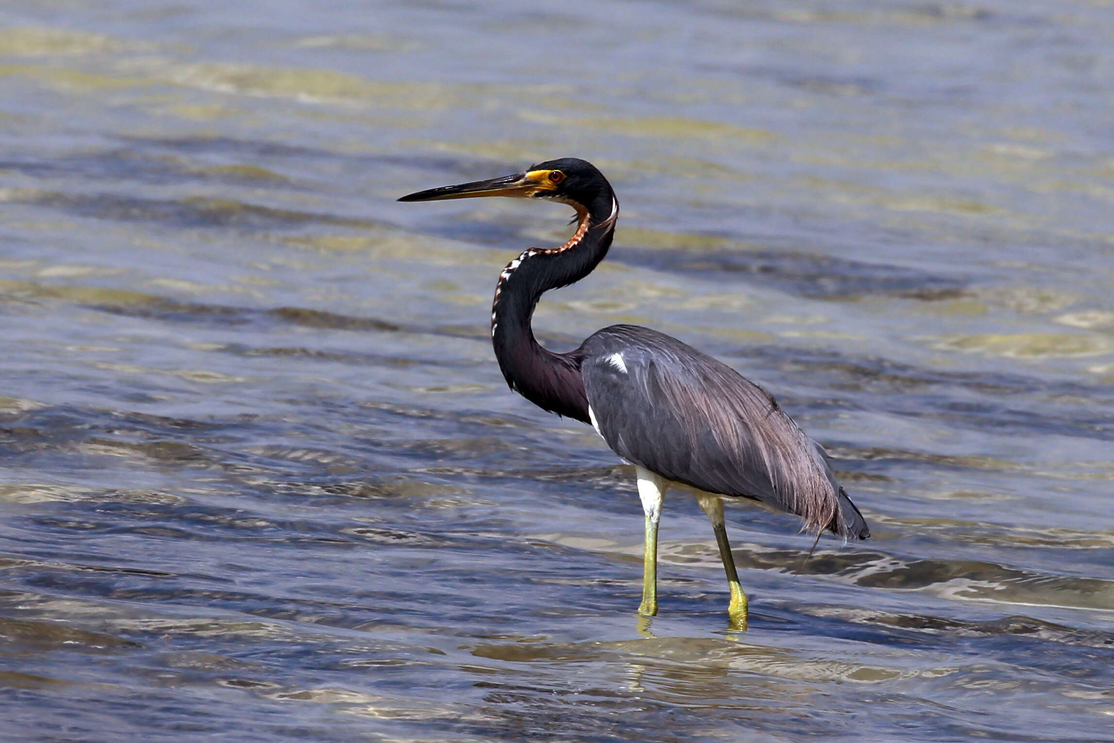 Image de Aigrette tricolore