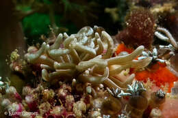 Imagem de Phyllodesmium colemani Rudman 1991