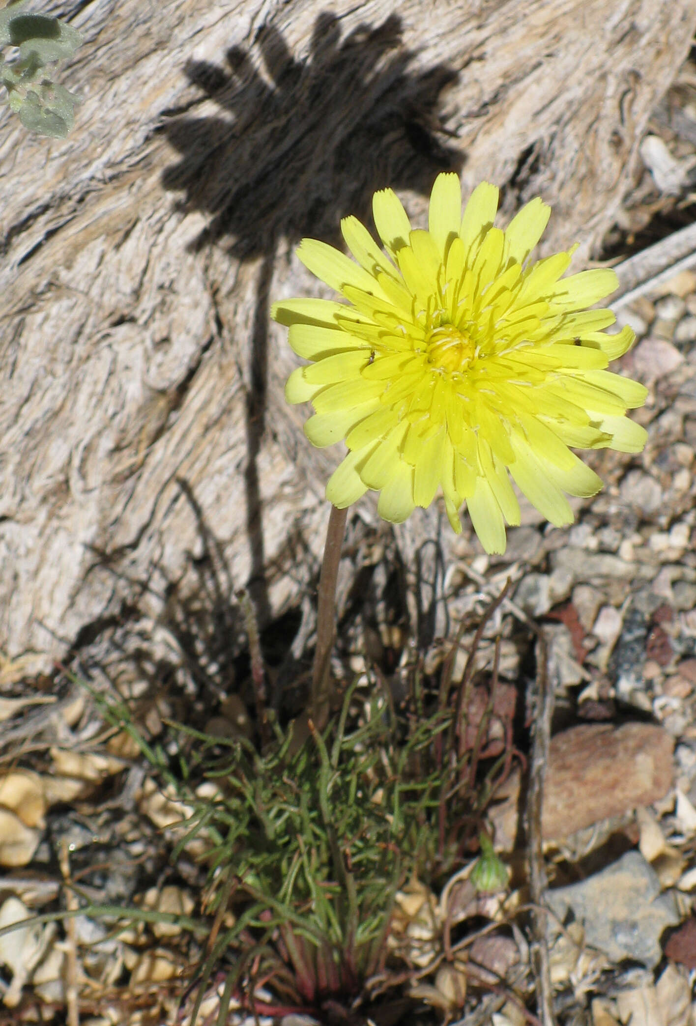 Image of smooth desertdandelion