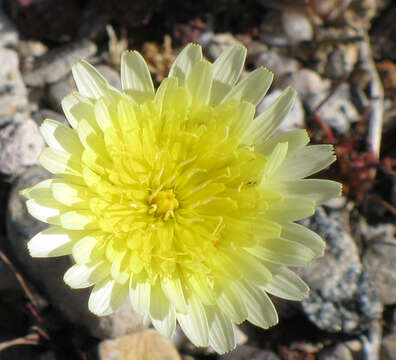 Image of smooth desertdandelion