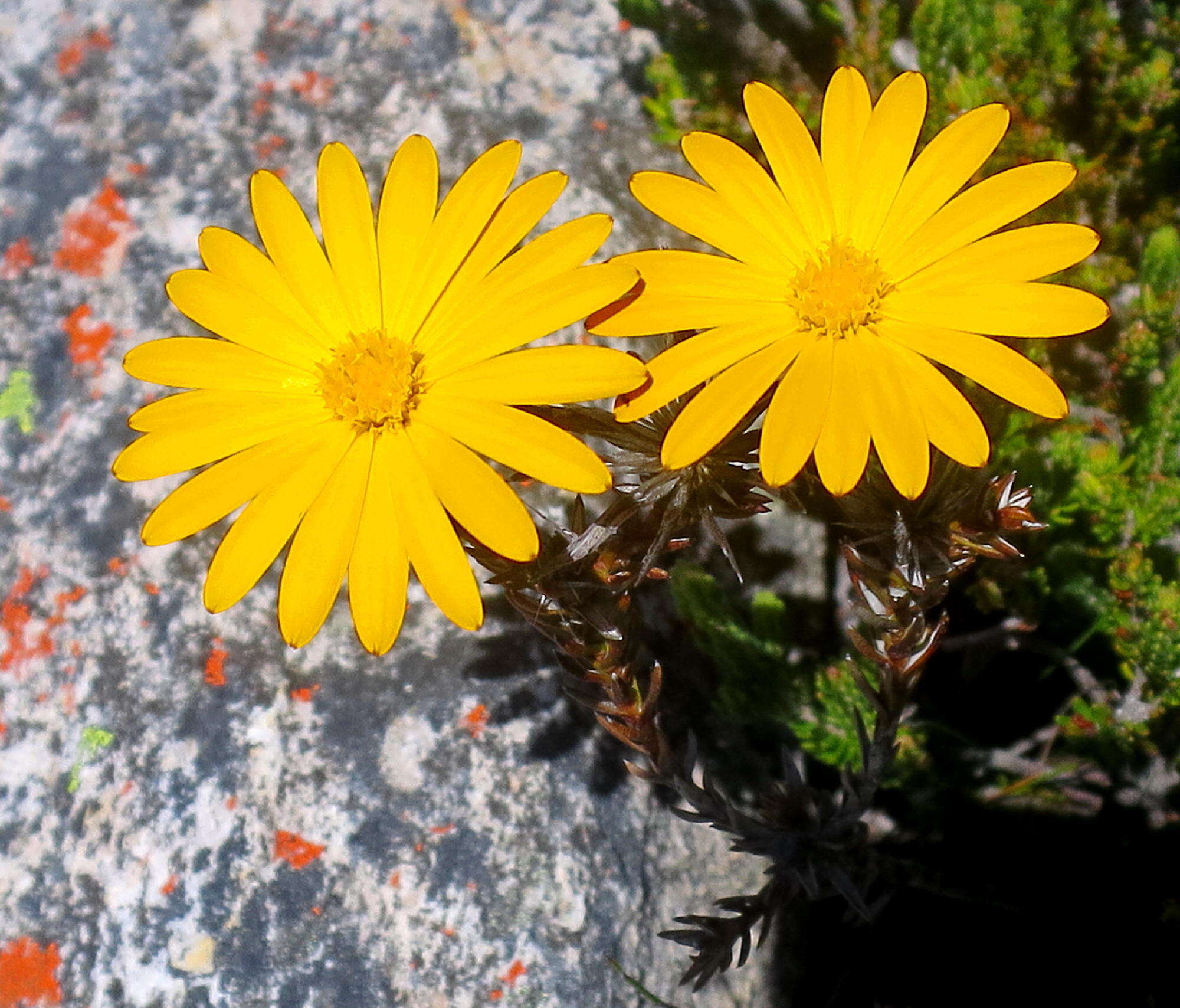 Image de Oedera decussata (L'Hér.) N. G. Bergh