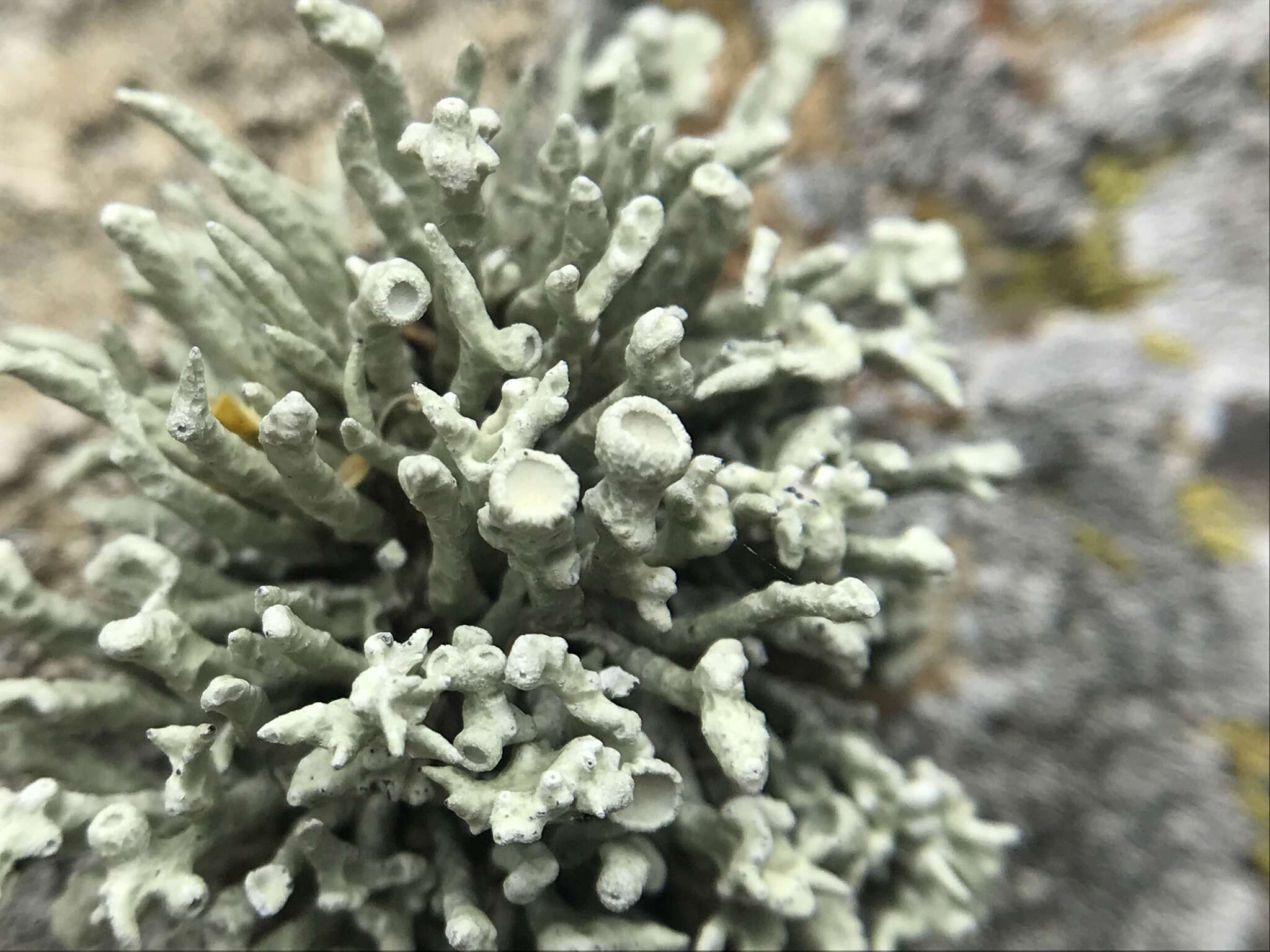 Image of Bouquet Sea-Fog Lichen