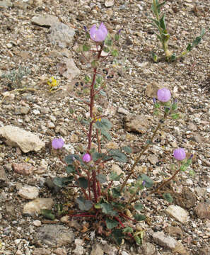 Imagem de Eremalche rotundifolia (A. Gray) Greene