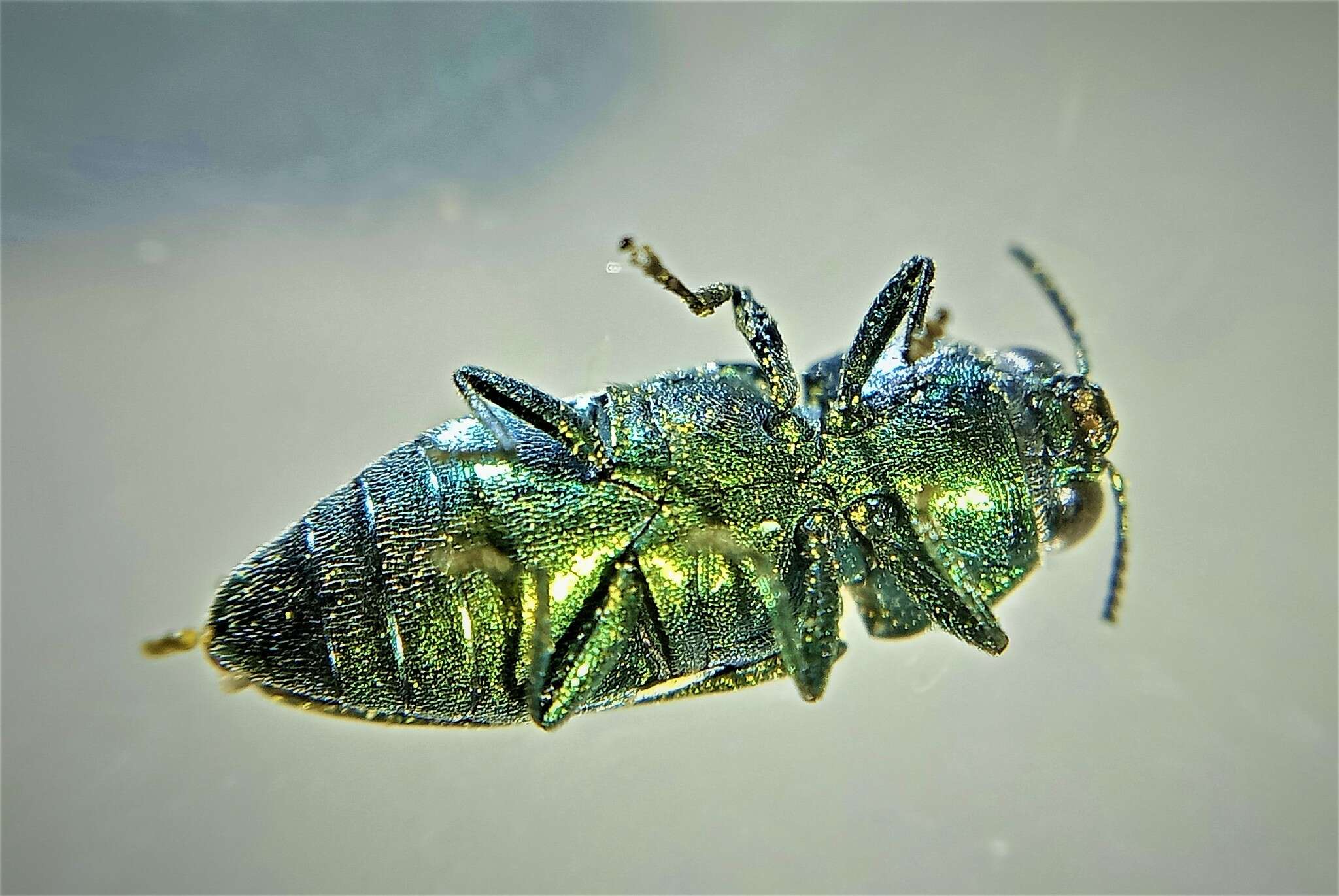 Image of Anthaxia passerinii (Pecchioli 1837)