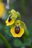 Image of Ophrys lutea subsp. lutea