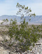 Image of creosote bush