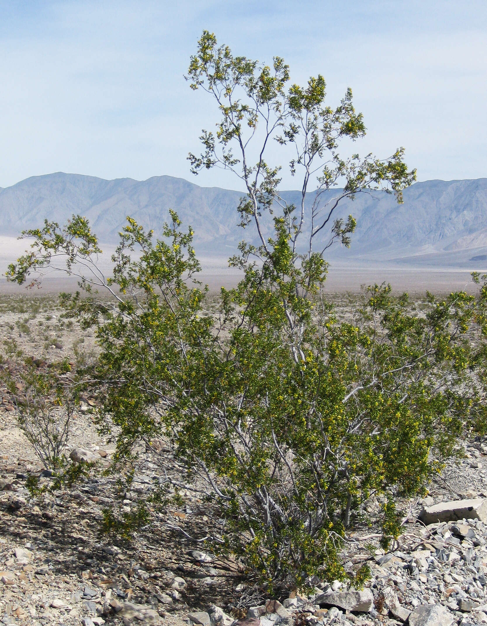 Image of creosote bush