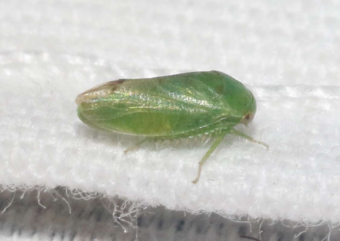 Image of Leafhopper