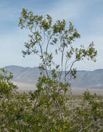 Image of creosote bush