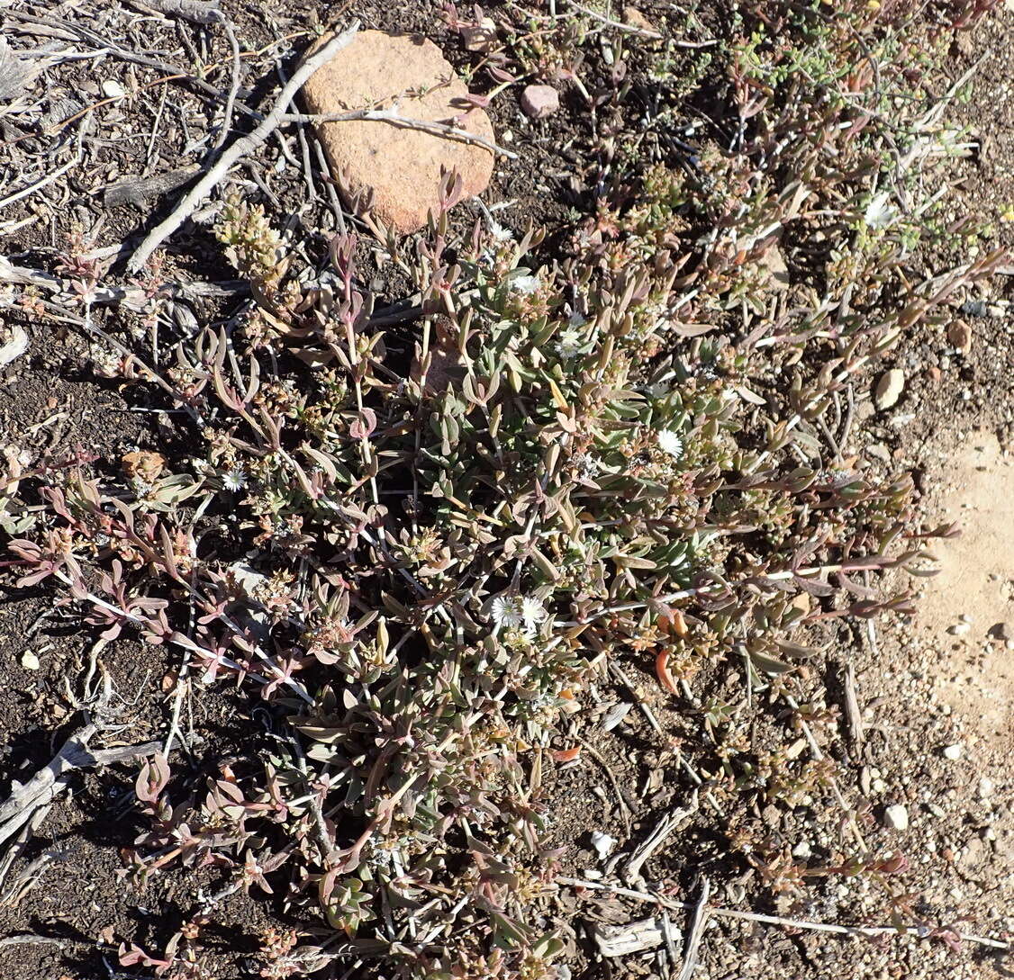 Imagem de Delosperma litorale (Kensit) L. Bol.