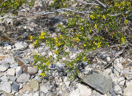 Image of creosote bush