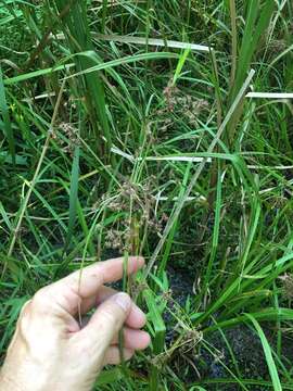 Scirpus georgianus R. M. Harper resmi