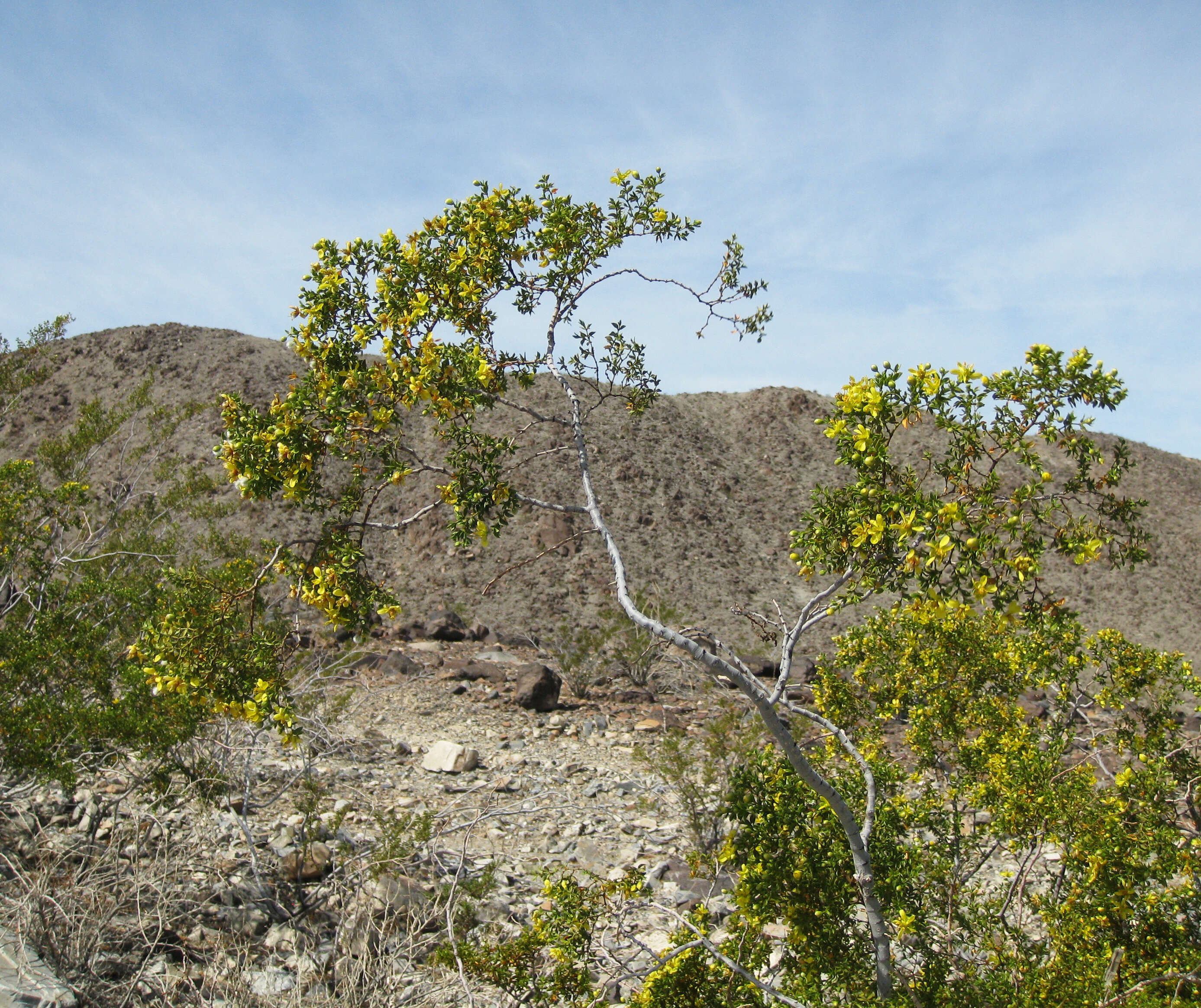 Image de Larrea tridentata (Sesse & Moc. ex DC.) Coult.