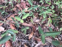 Image of Desmodium rhytidophyllum Benth.