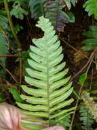 Image of palm fern