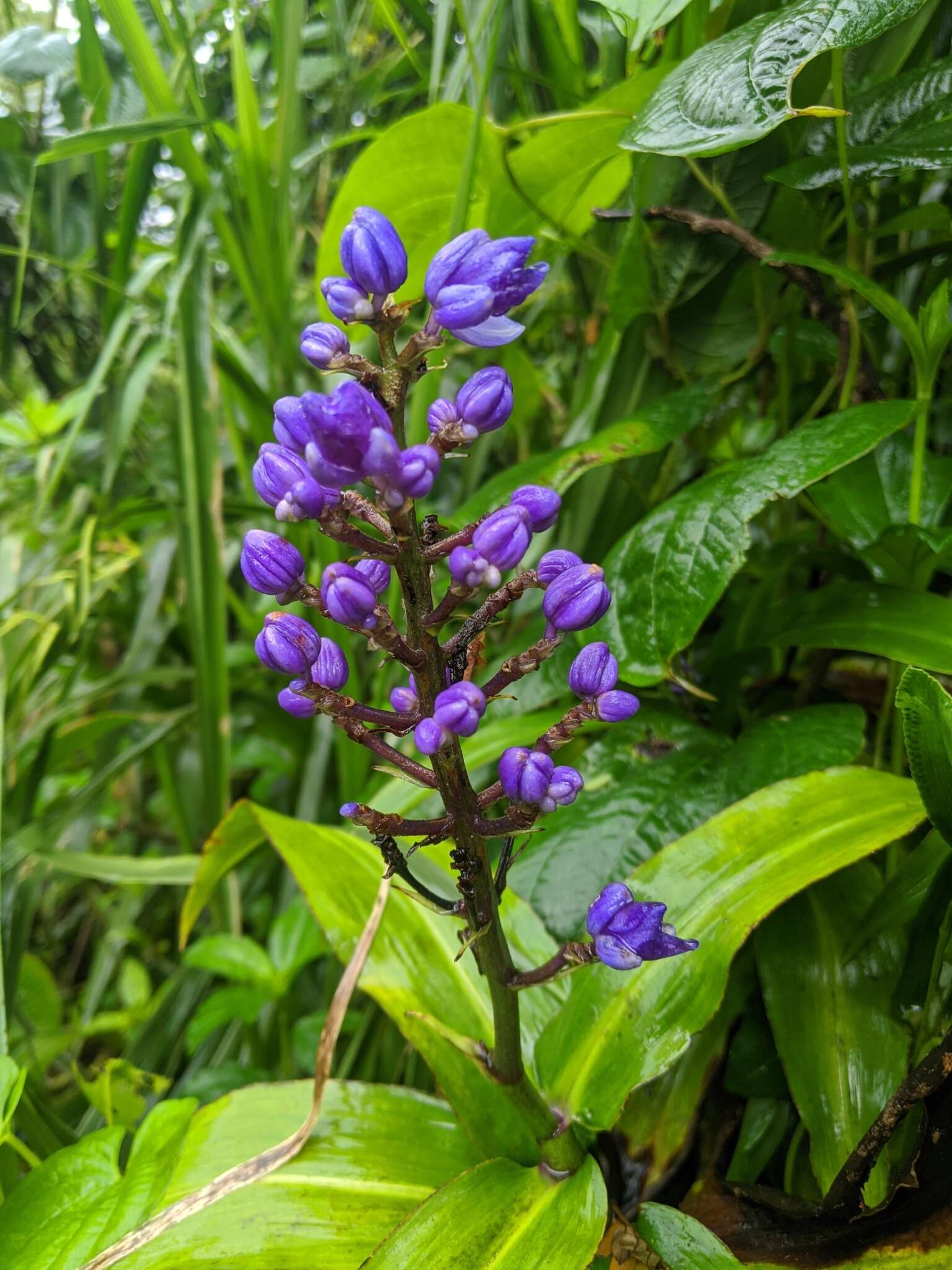 Image of Blue ginger