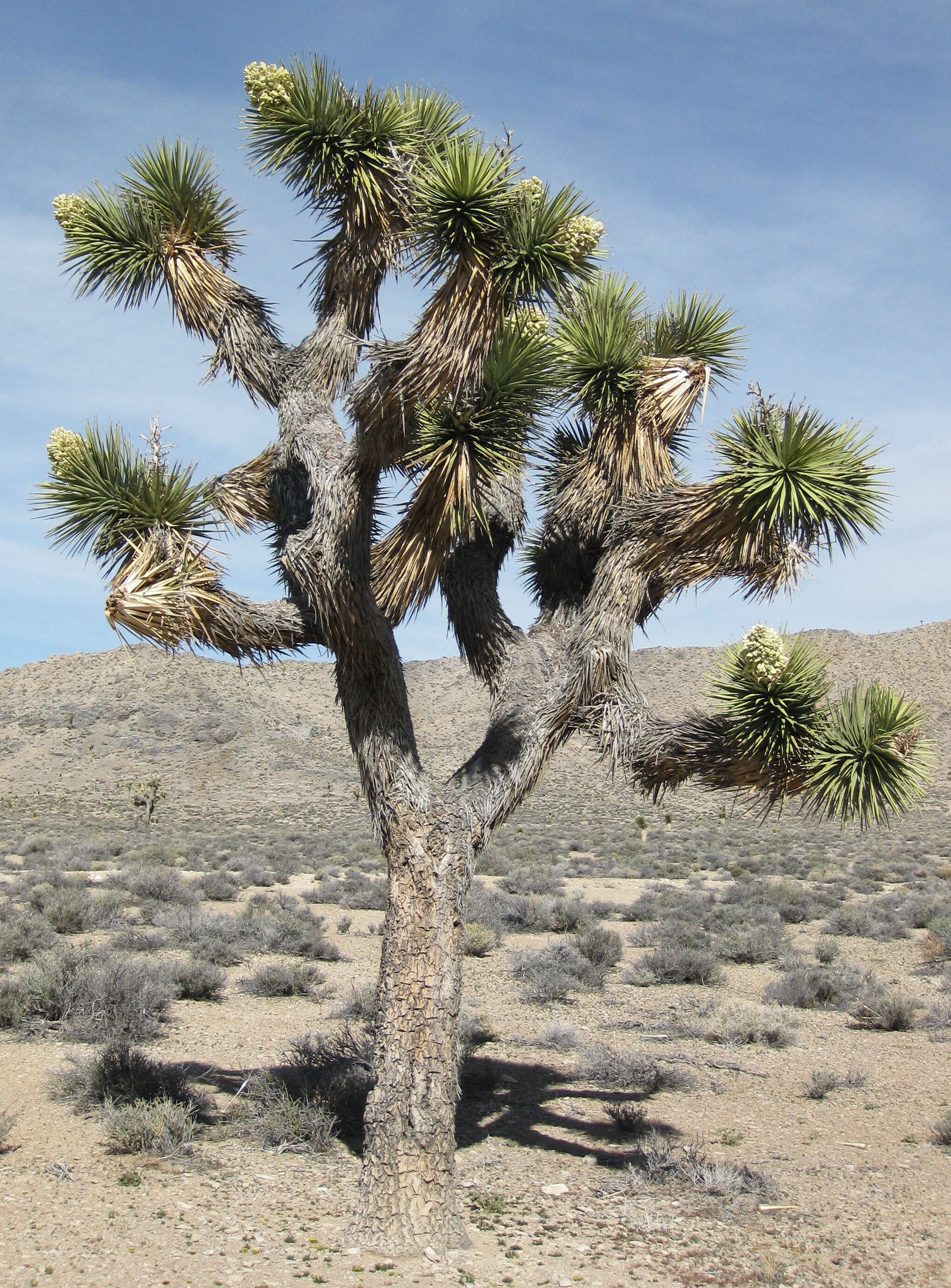 Слика од Yucca brevifolia Engelm.