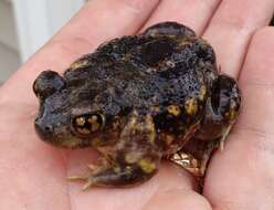 Image of Eastern Spadefoot