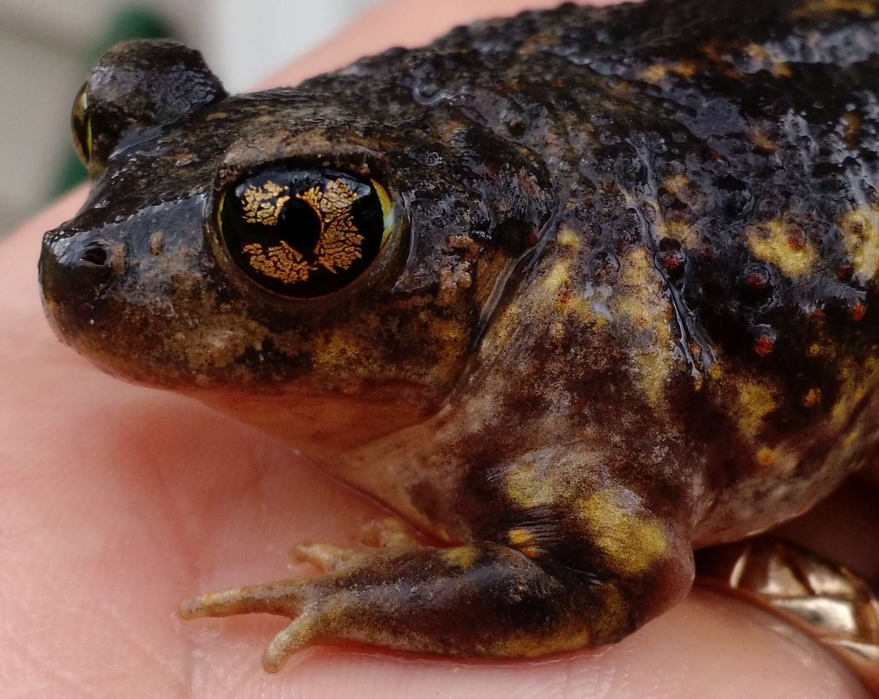 Image of Eastern Spadefoot