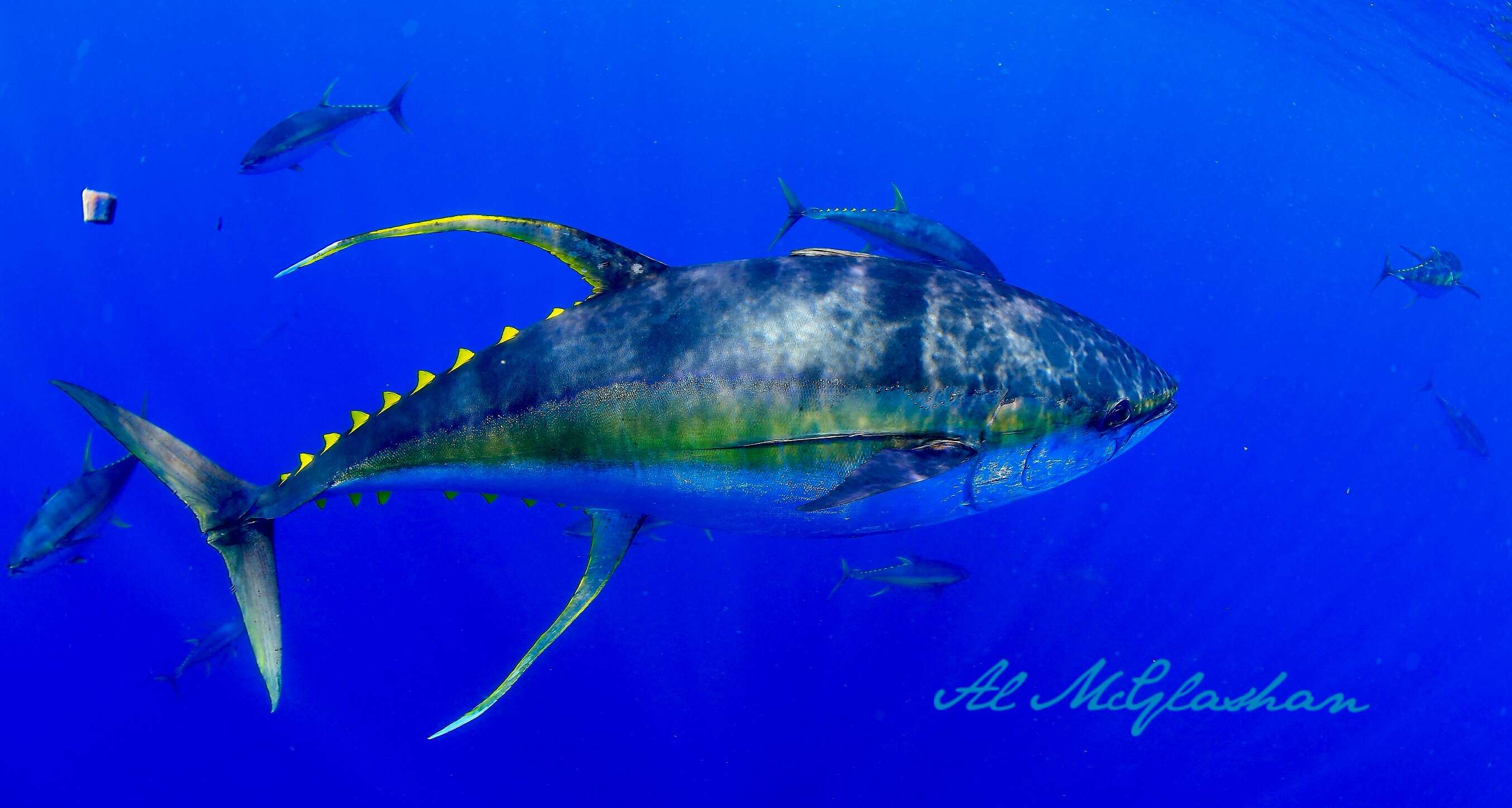 Image of Allison's Tuna