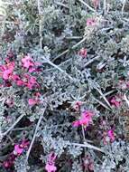 Image of Indigofera meyeriana Eckl. & Zeyh.