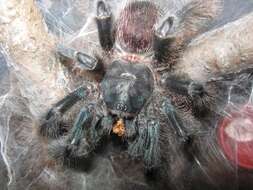 Image of Avicularia