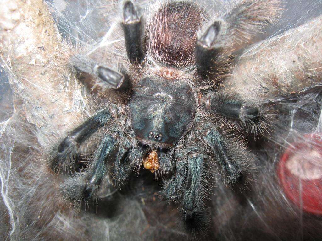 Image of Avicularia