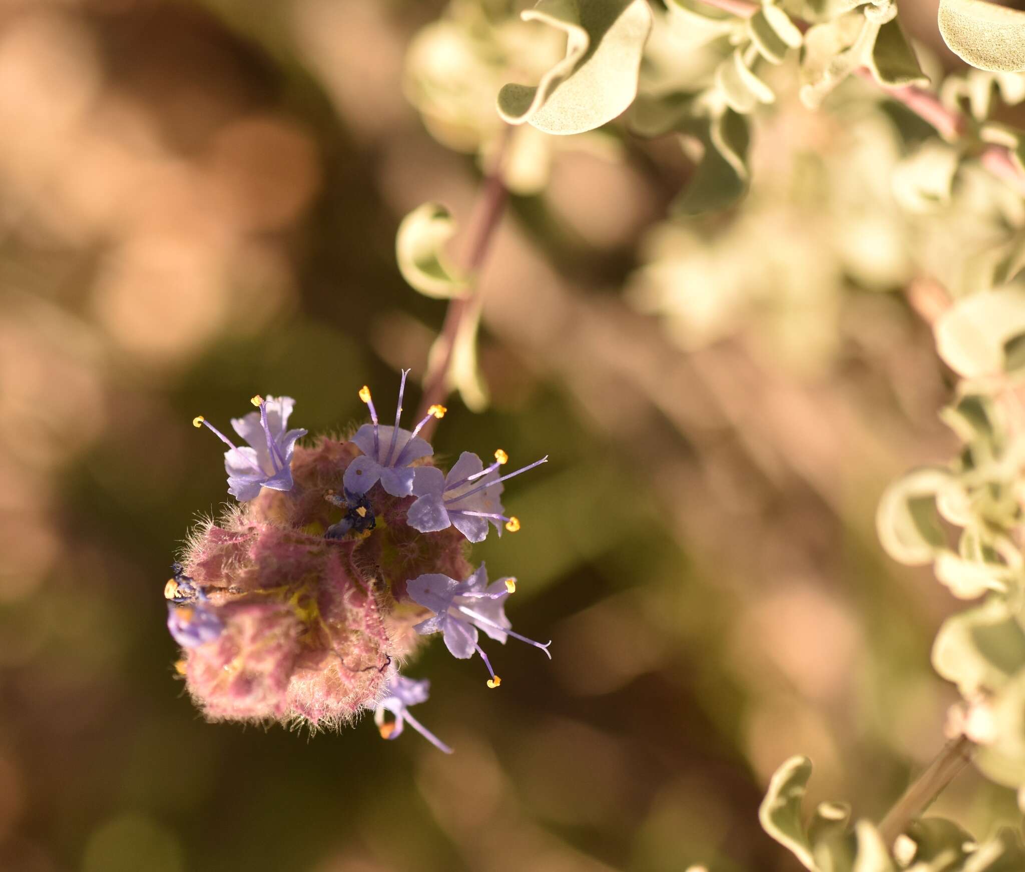 Imagem de Salvia dorrii var. pilosa (A. Gray) Strachan & Reveal