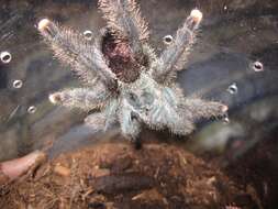 Image of Avicularia